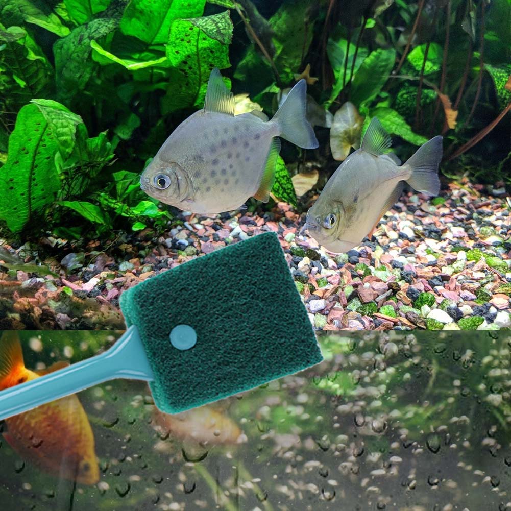 Double-sided Fish Tank Sponge  - đánh giá và giá Cleaner Fish Aquarium