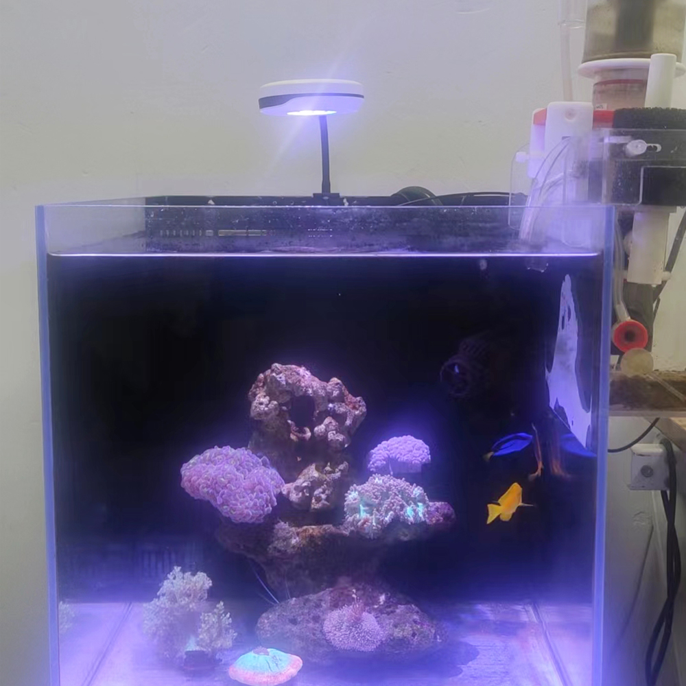 Spectra 20W LED Aquarium Light - đánh giá và giá Refugium Light Nano