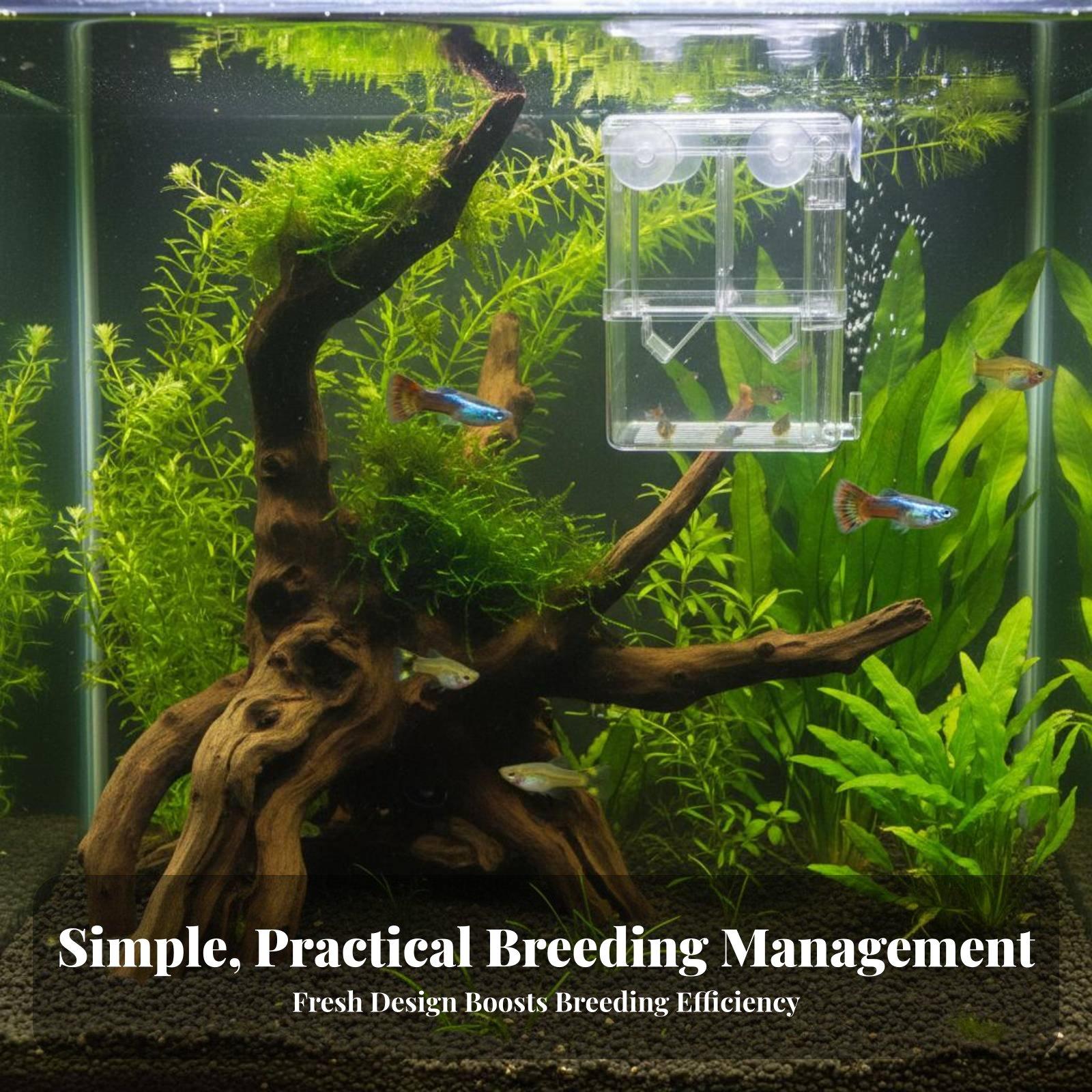 Double Layer Aquarium Breeding - đánh giá và giá Aquarium Fish In